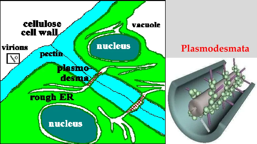 plasmodesmata