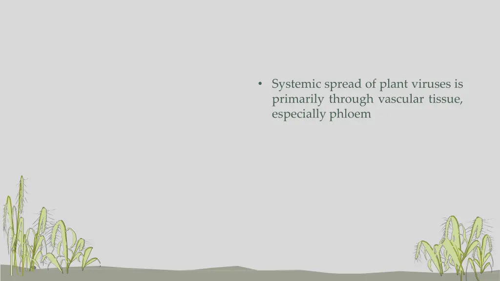 systemic spread of plant viruses is primarily