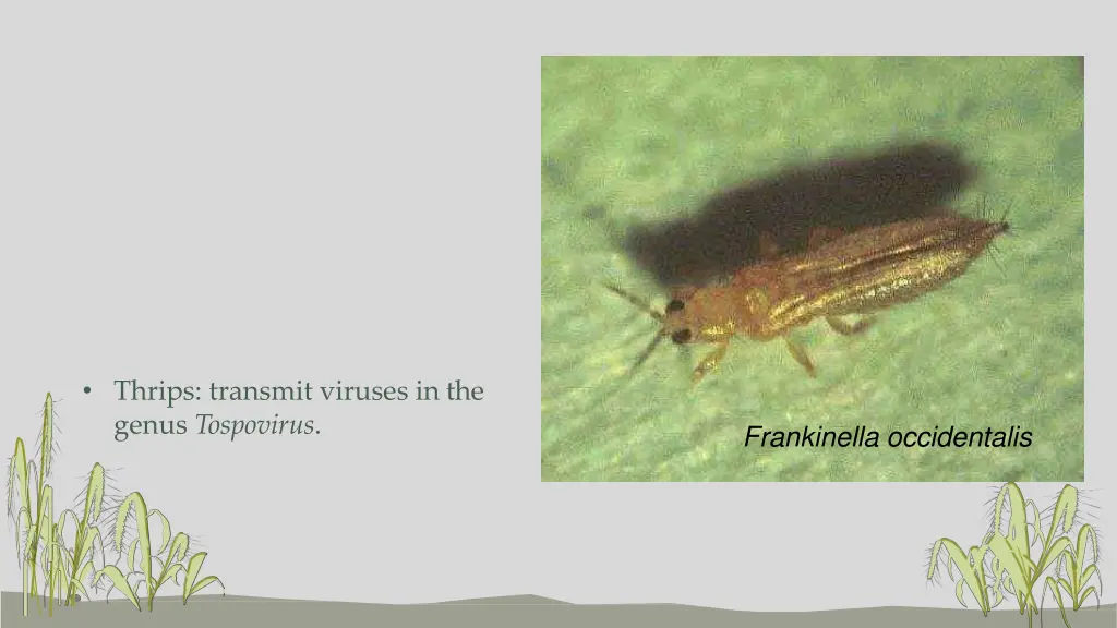 thrips transmit viruses in the genus tospovirus