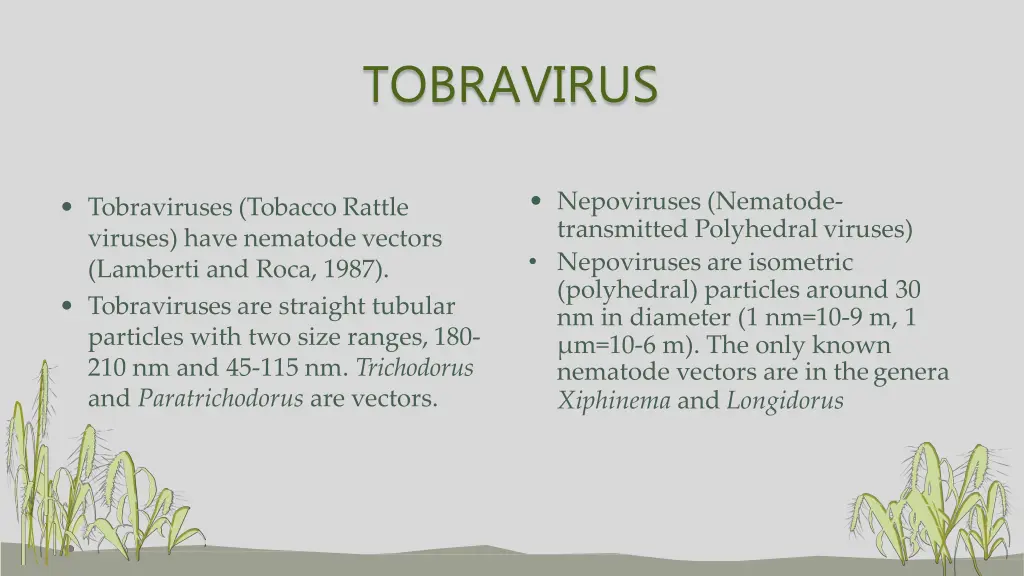 tobravirus