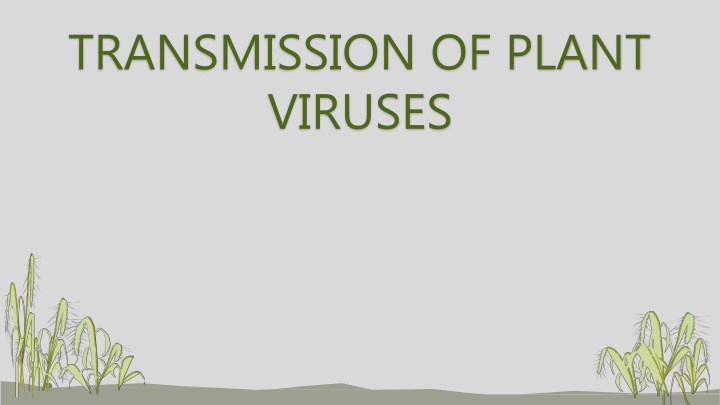 transmission of plant viruses