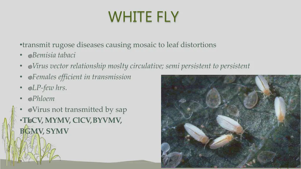 white fly