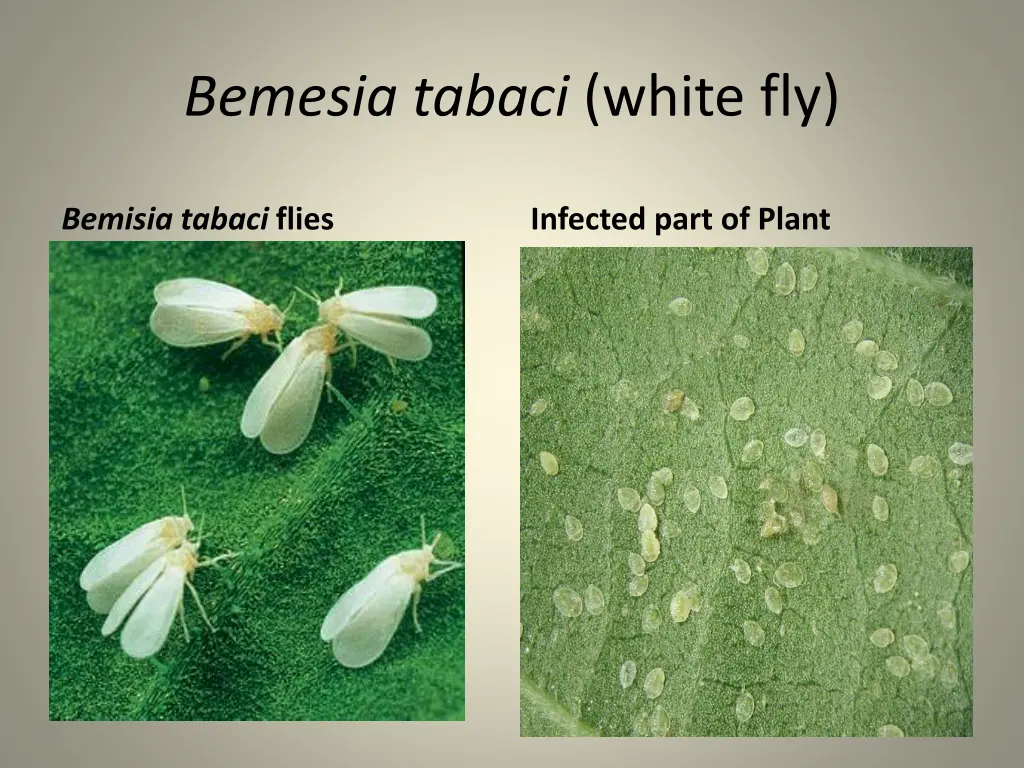 bemesia tabaci white fly