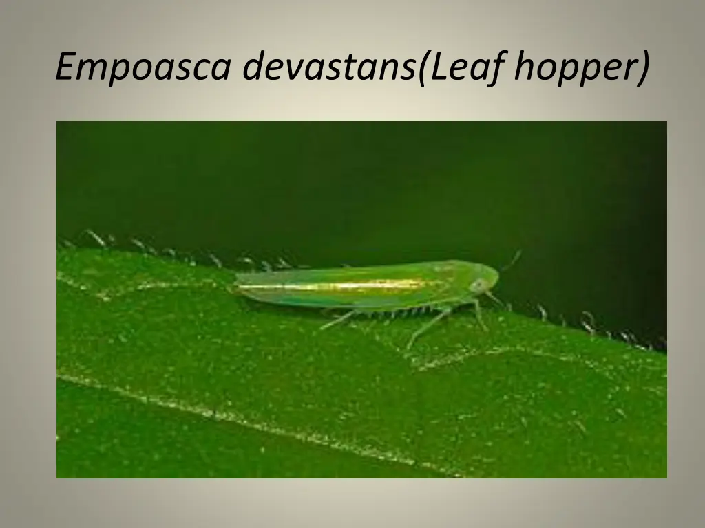 empoasca devastans leaf hopper