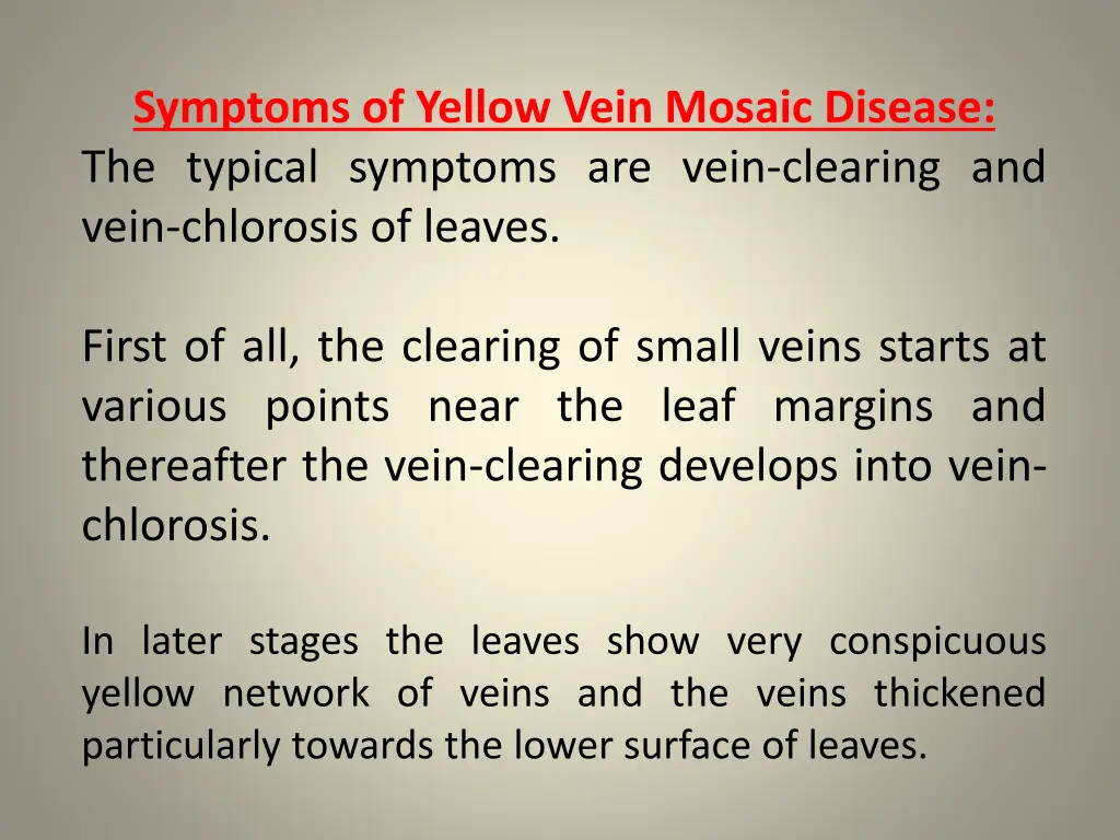 symptoms of yellow vein mosaic disease