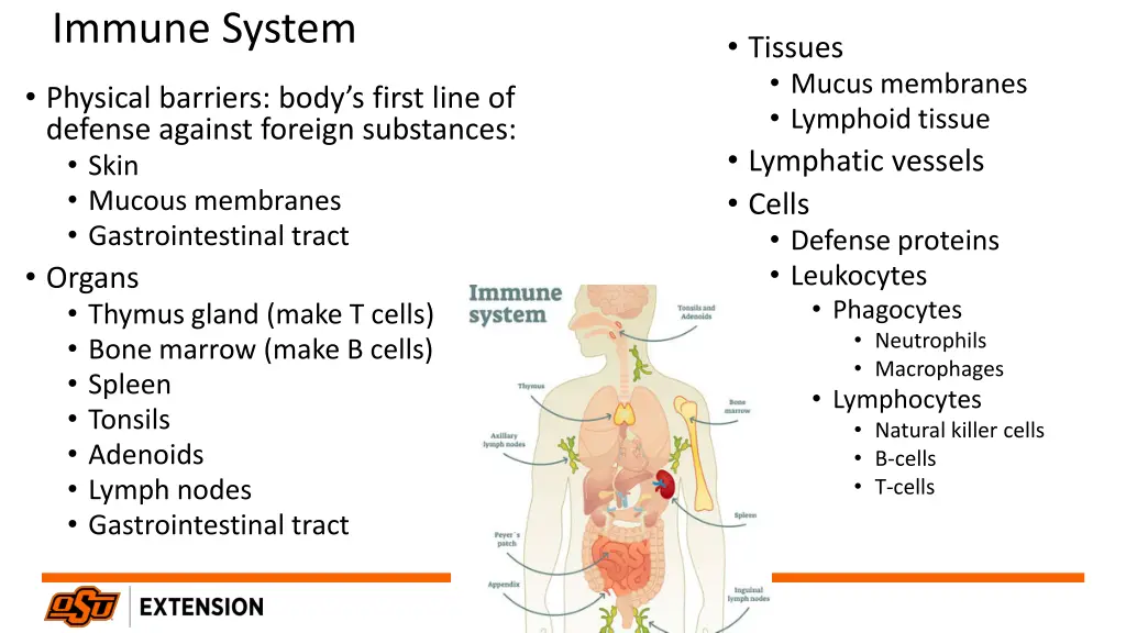 immune system 1