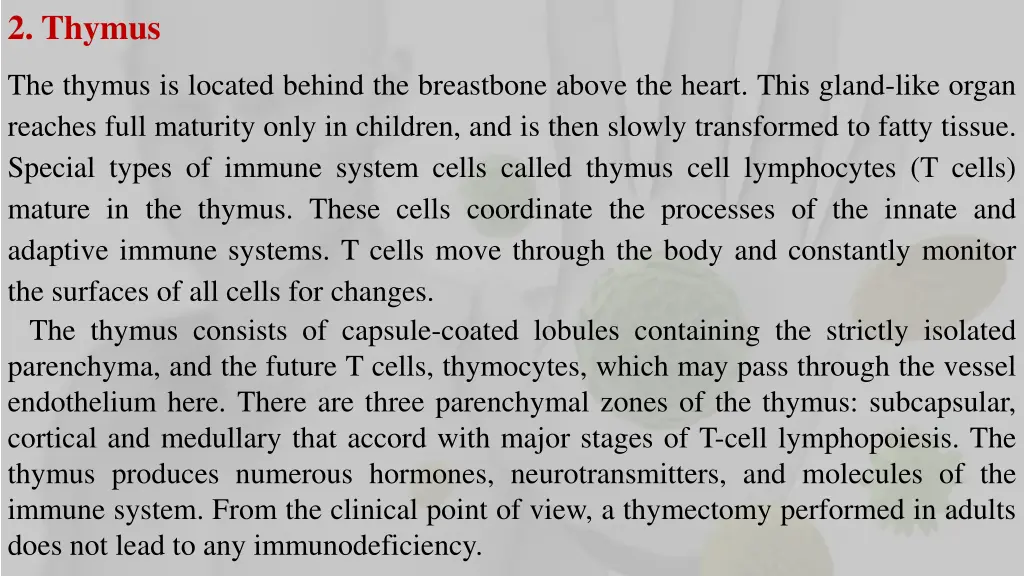 2 thymus