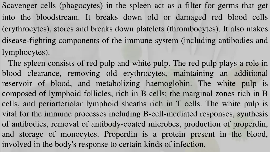 scavenger cells phagocytes in the spleen