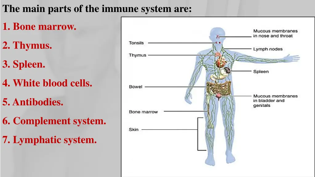 the main parts of the immune system are