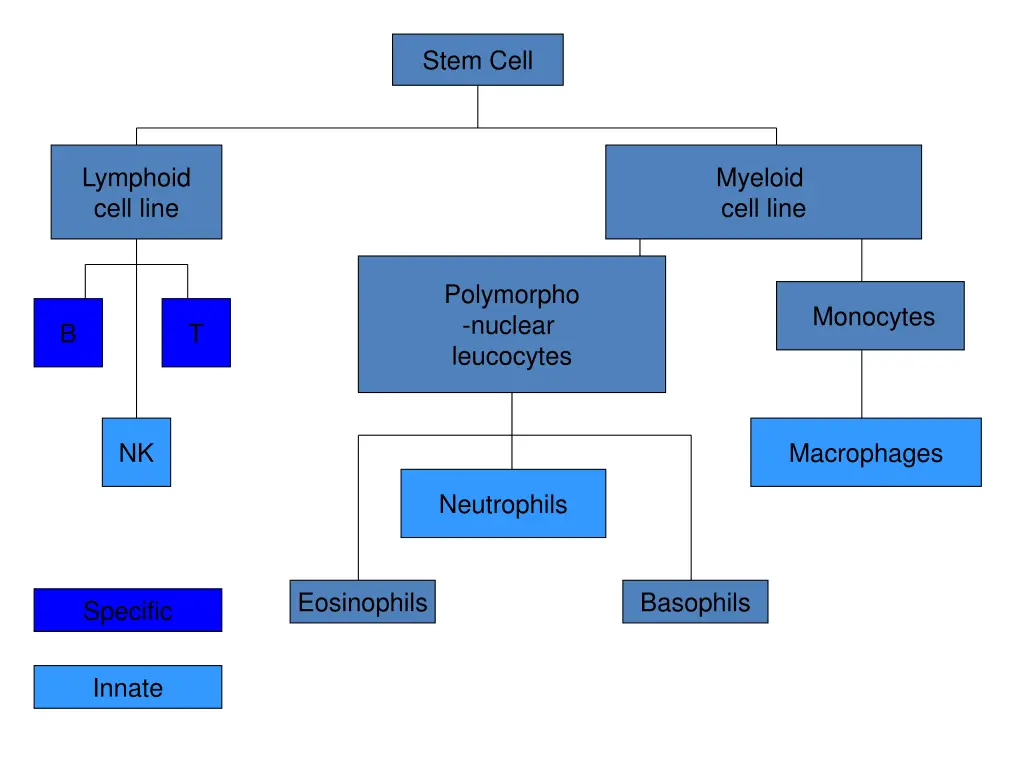 stem cell