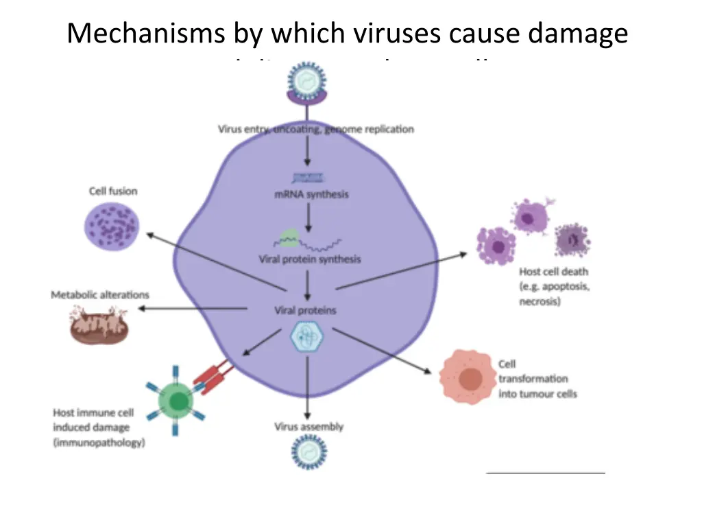 mechanisms by which viruses cause damage