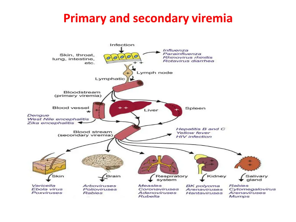 primary and secondary viremia