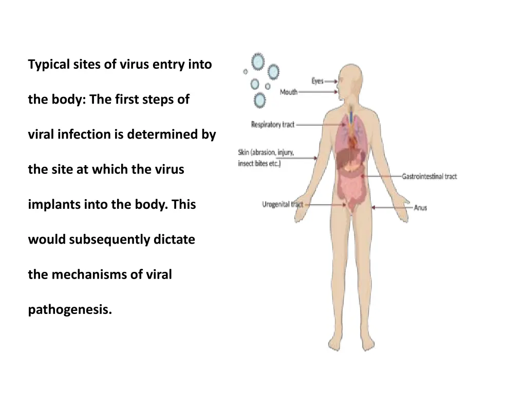 typical sites of virus entry into