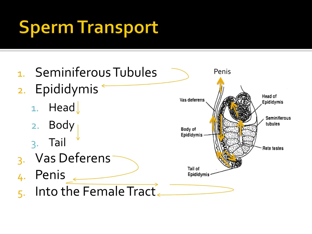 1 seminiferous tubules 2 epididymis 1 head 2 body