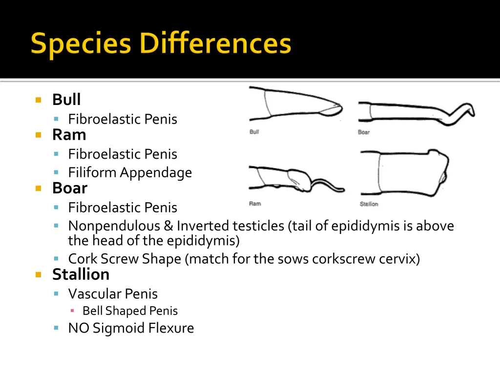 bull fibroelastic penis ram fibroelastic penis