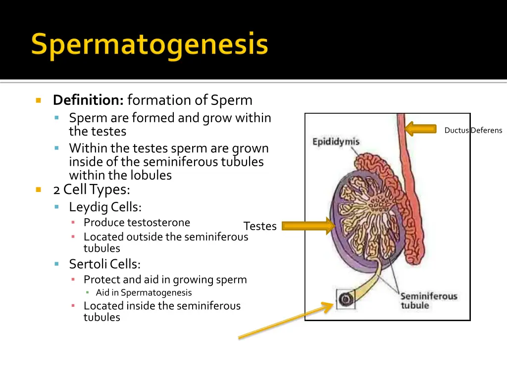 definition formation of sperm sperm are formed