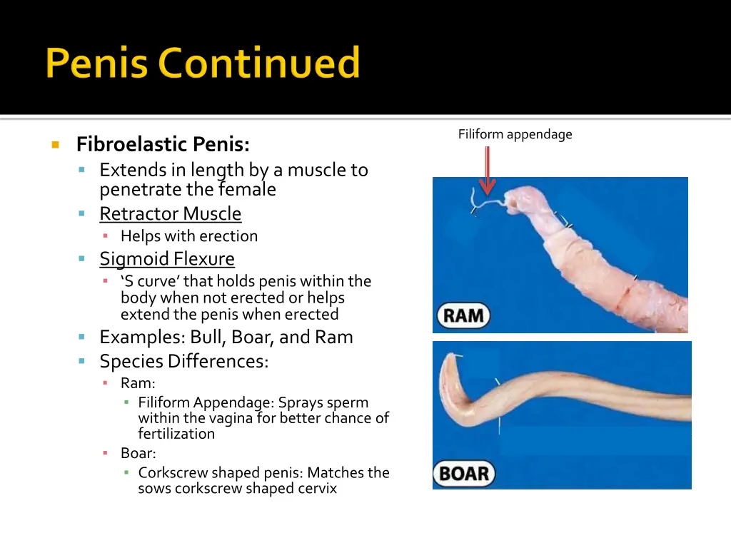 filiform appendage