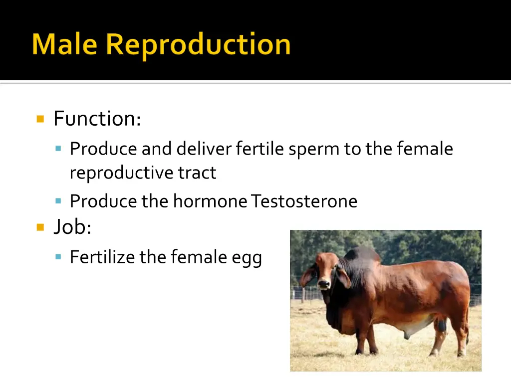 function produce and deliver fertile sperm