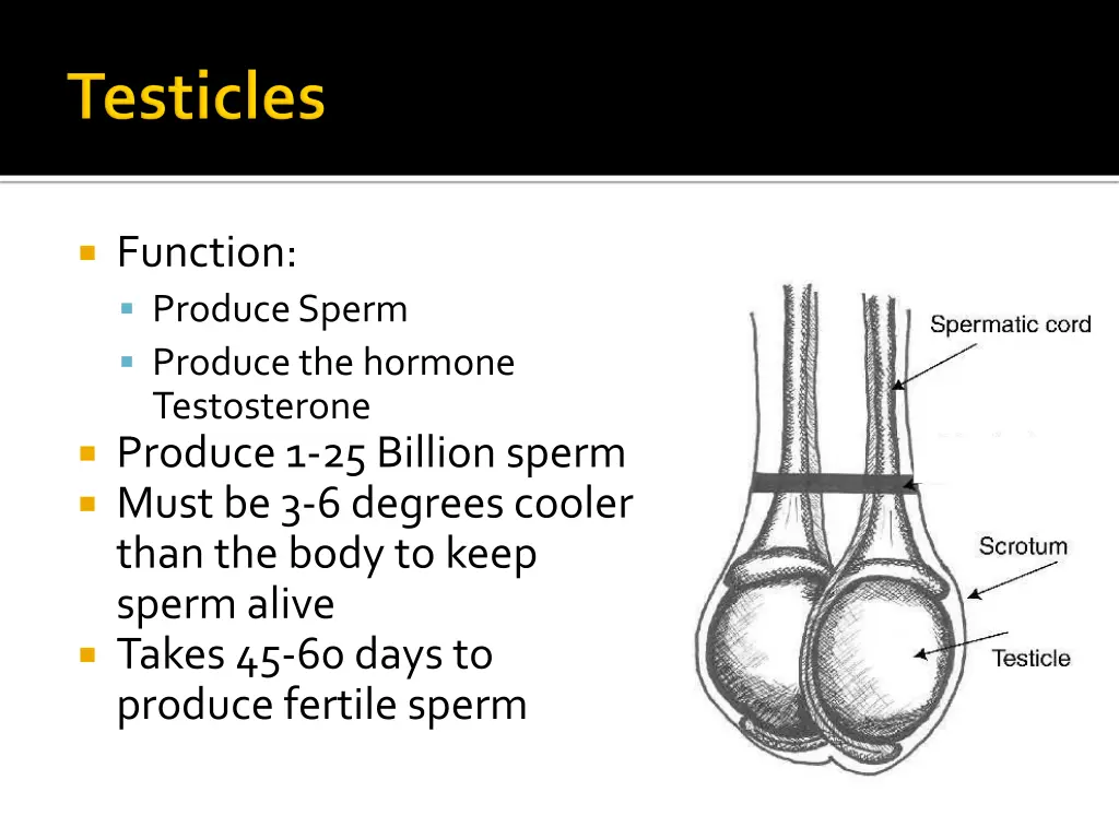 function produce sperm produce the hormone