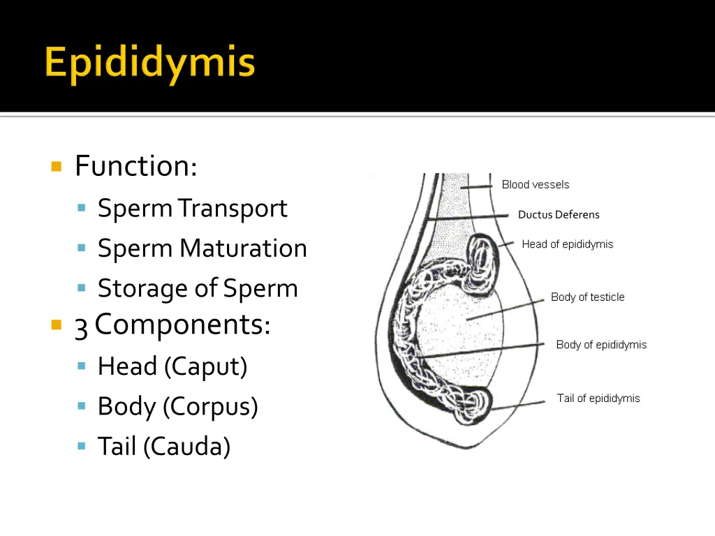 function sperm transport sperm maturation storage