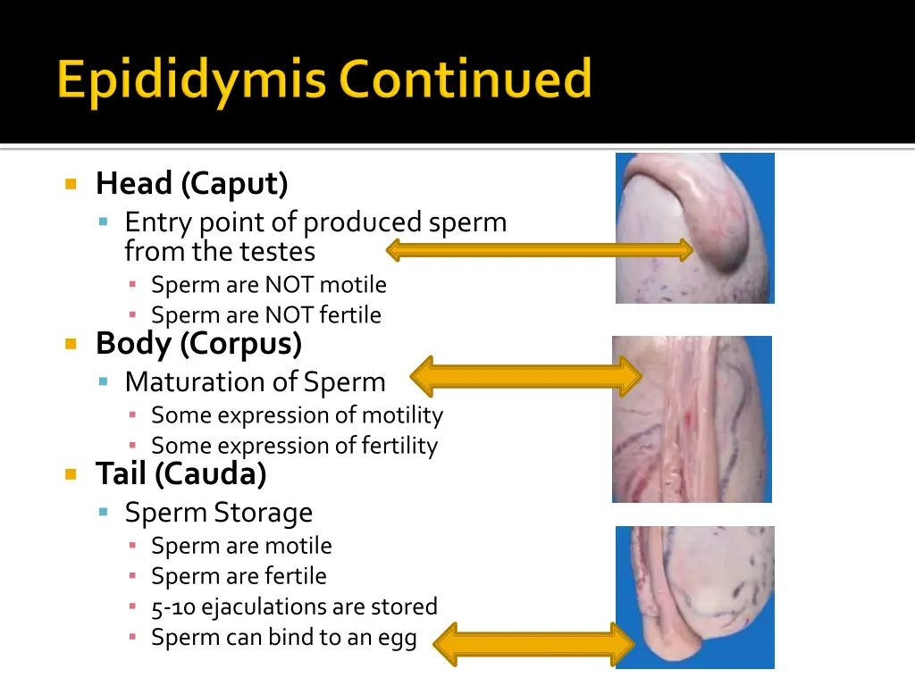 head caput entry point of produced sperm from