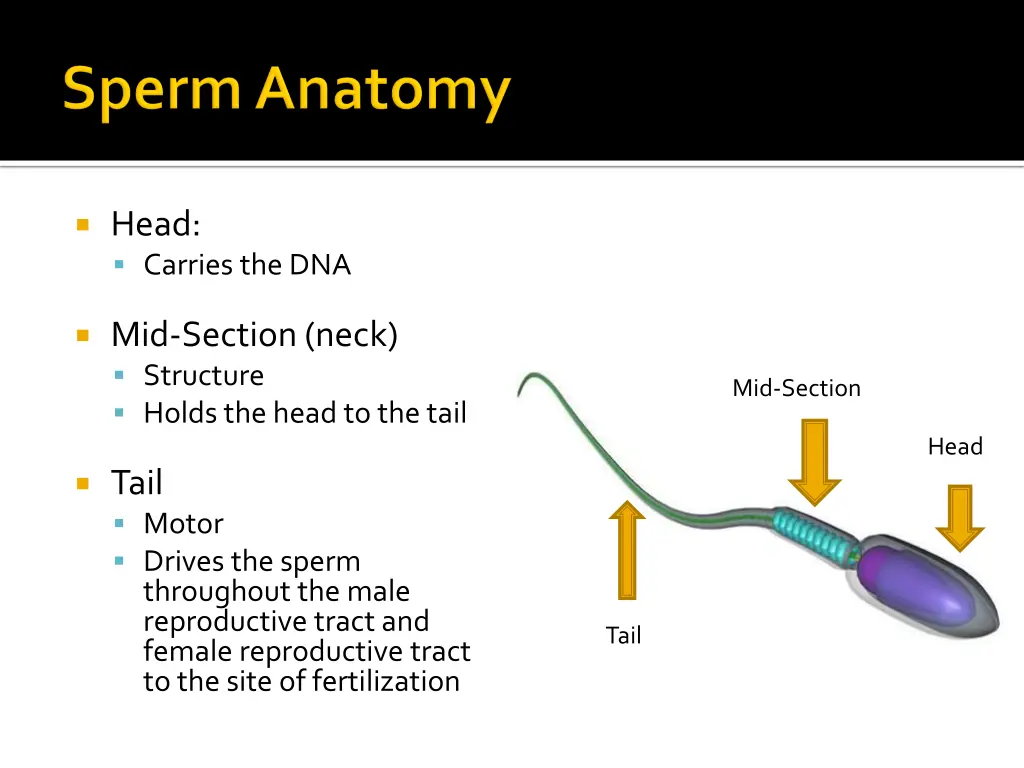 head carries the dna