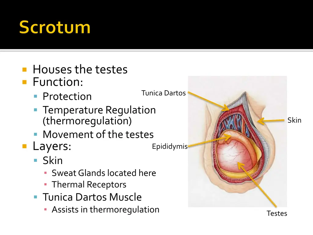 houses the testes function protection temperature