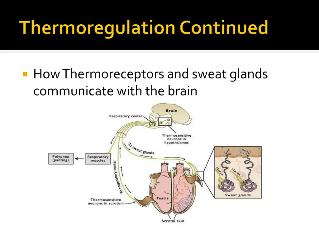 how thermoreceptors and sweat glands communicate