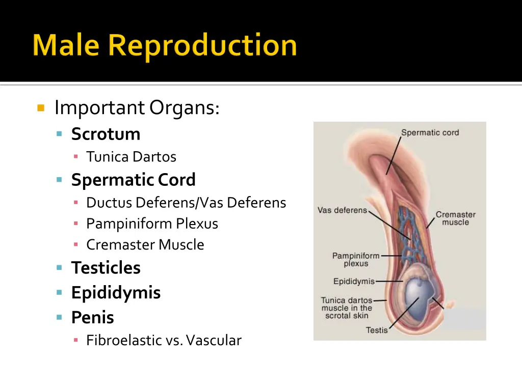 important organs scrotum tunica dartos spermatic