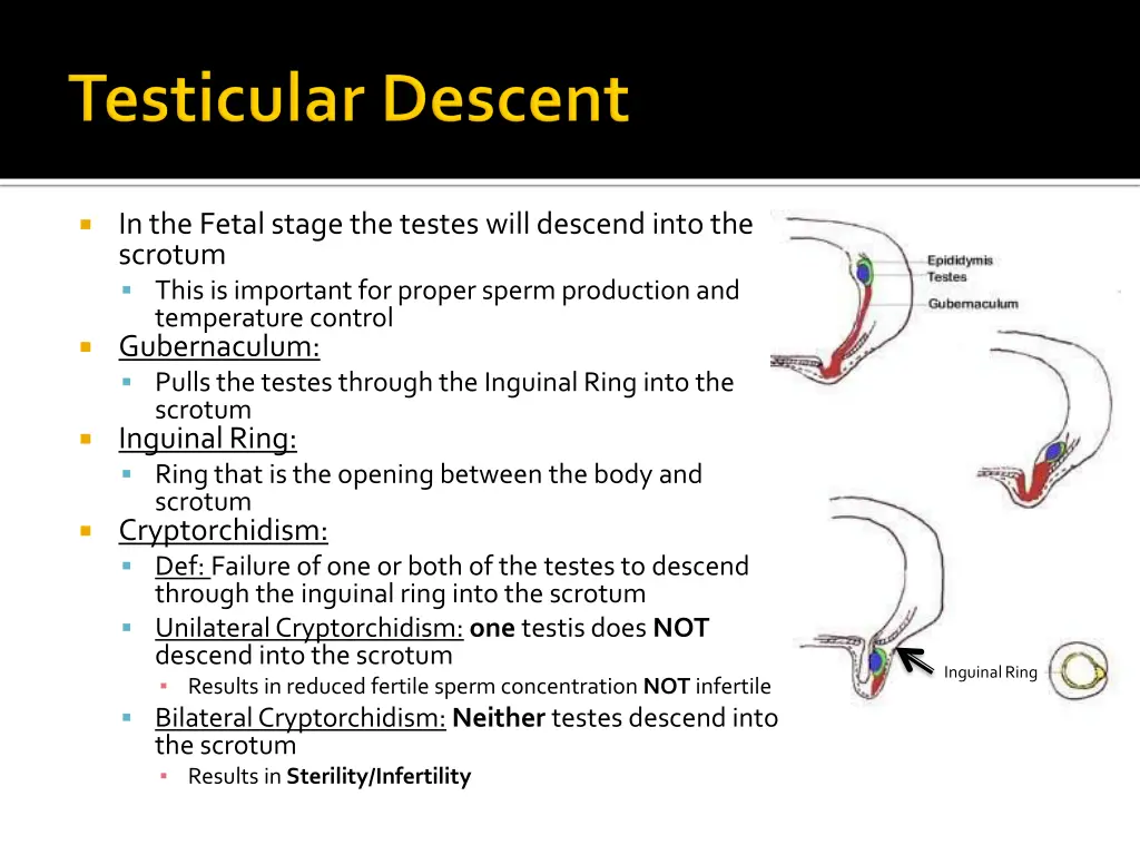 in the fetal stage the testes will descend into