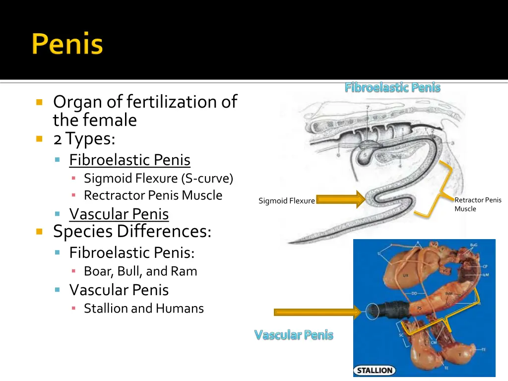 organ of fertilization of the female 2 types