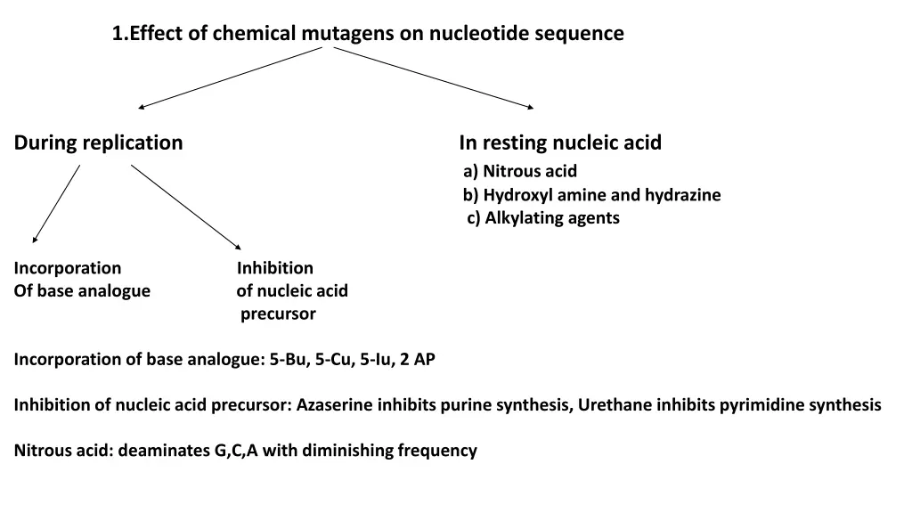 1 effect of chemical mutagens on nucleotide