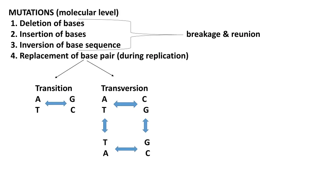 mutations molecular level 1 deletion of bases