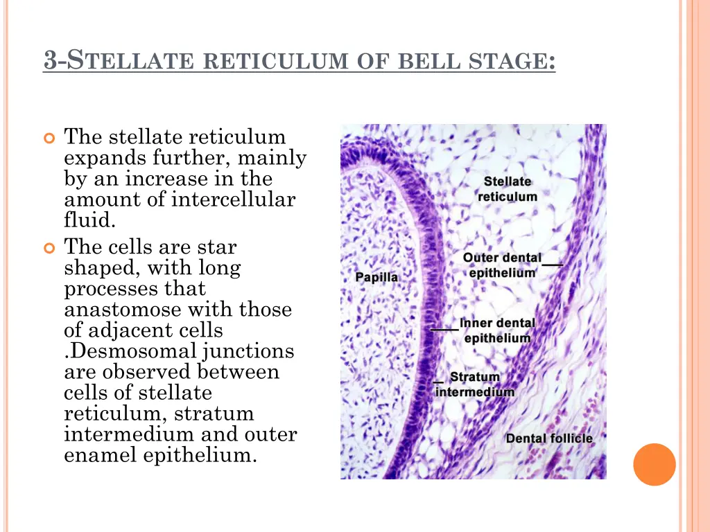 3 s tellate reticulum of bell stage