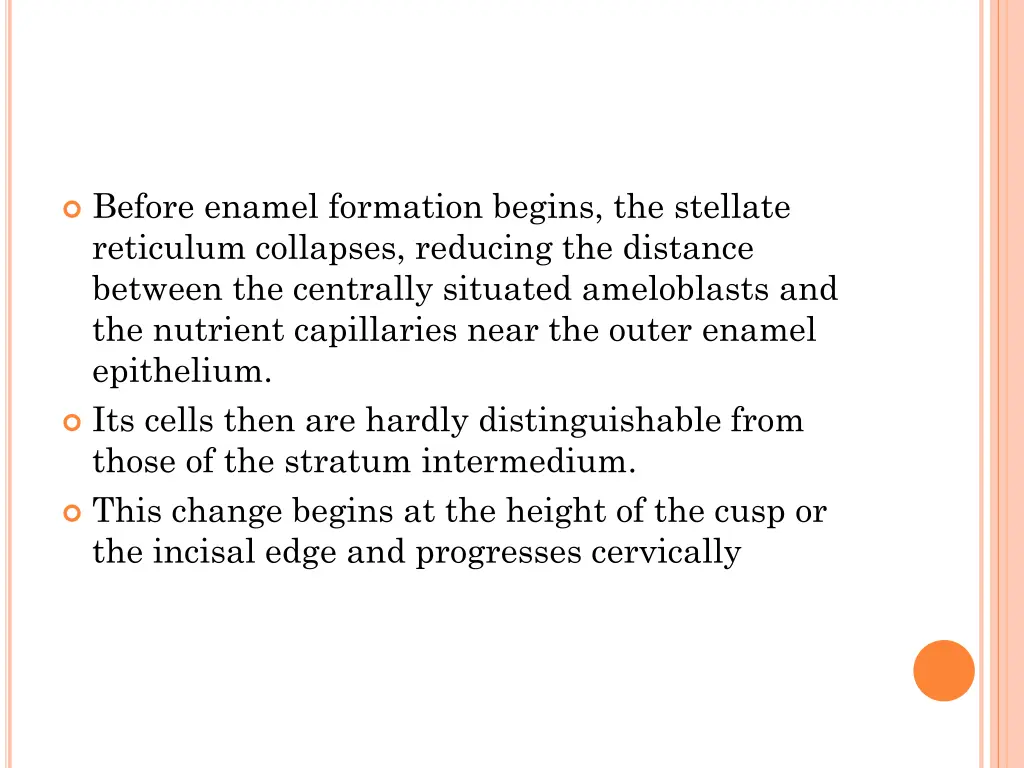 before enamel formation begins the stellate