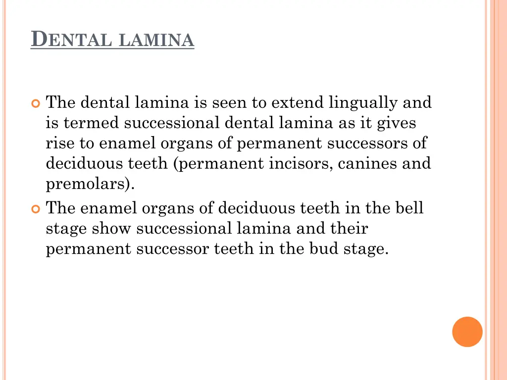 d ental lamina