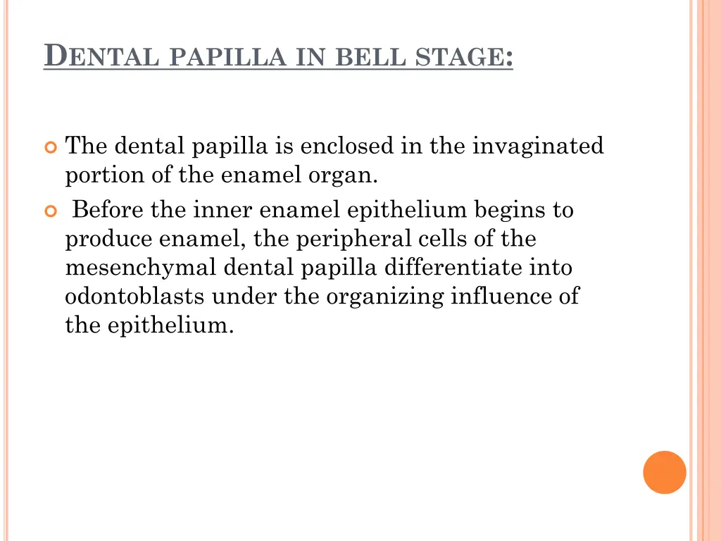 d ental papilla in bell stage