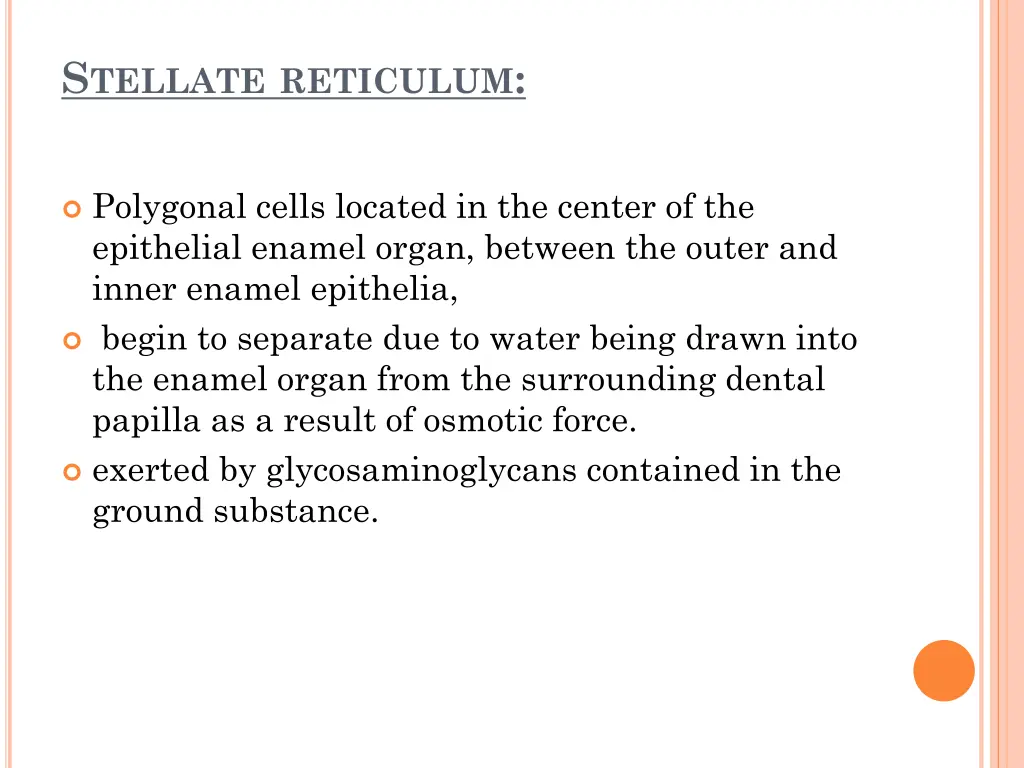 s tellate reticulum