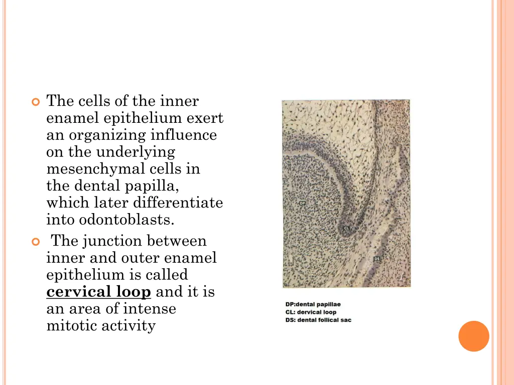 the cells of the inner enamel epithelium exert