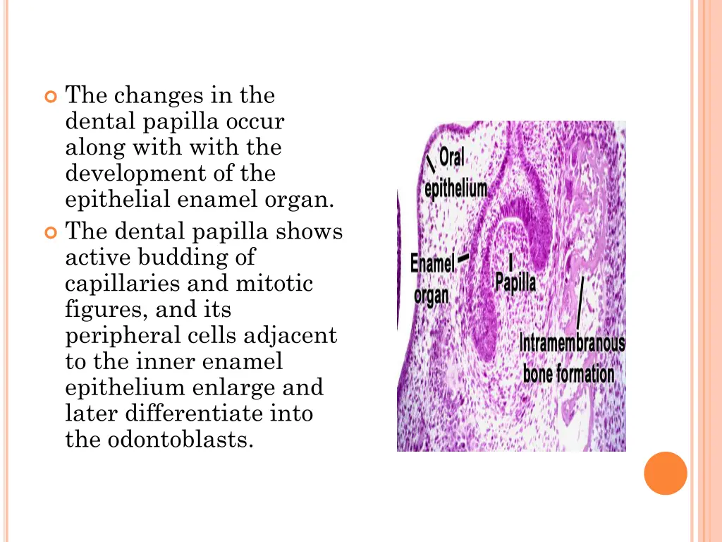 the changes in the dental papilla occur along