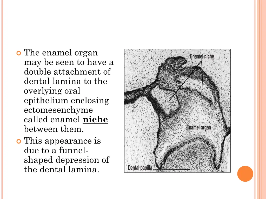 the enamel organ may be seen to have a double