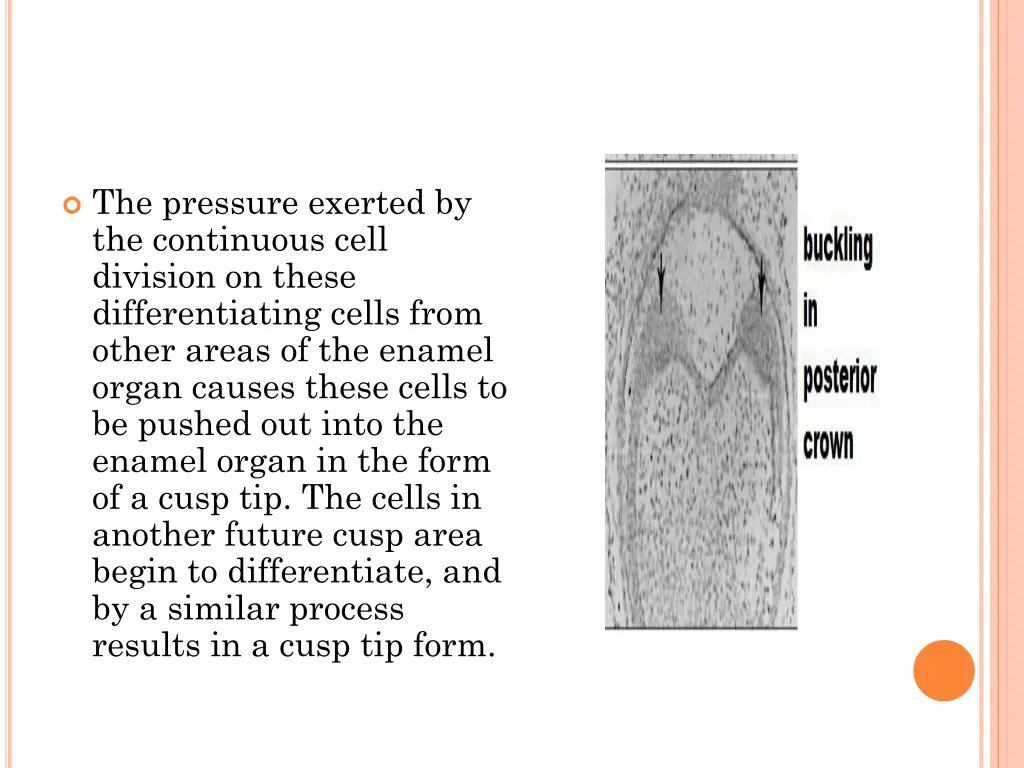 the pressure exerted by the continuous cell