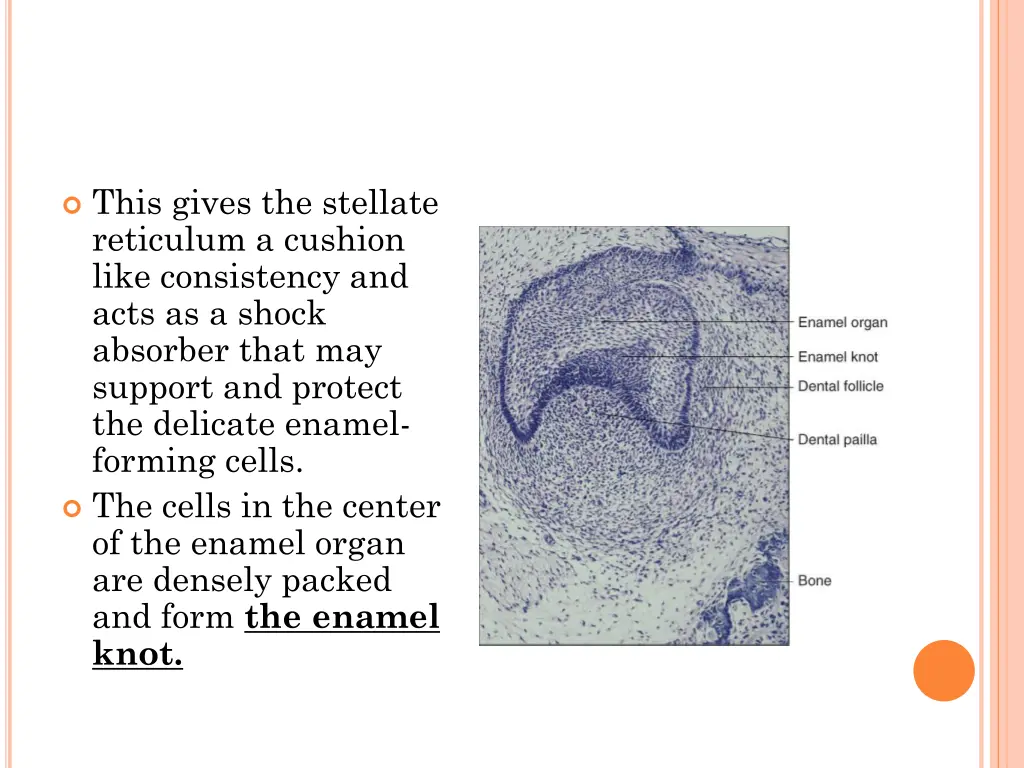 this gives the stellate reticulum a cushion like