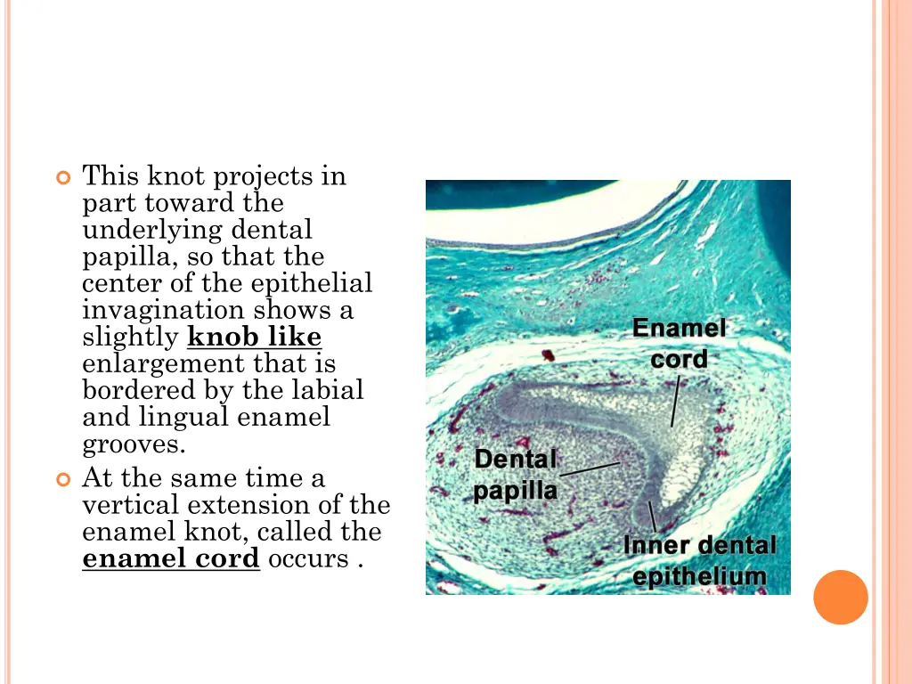 this knot projects in part toward the underlying