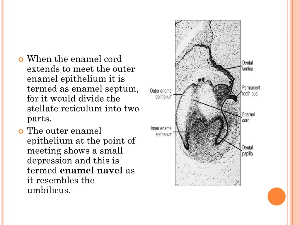 when the enamel cord extends to meet the outer