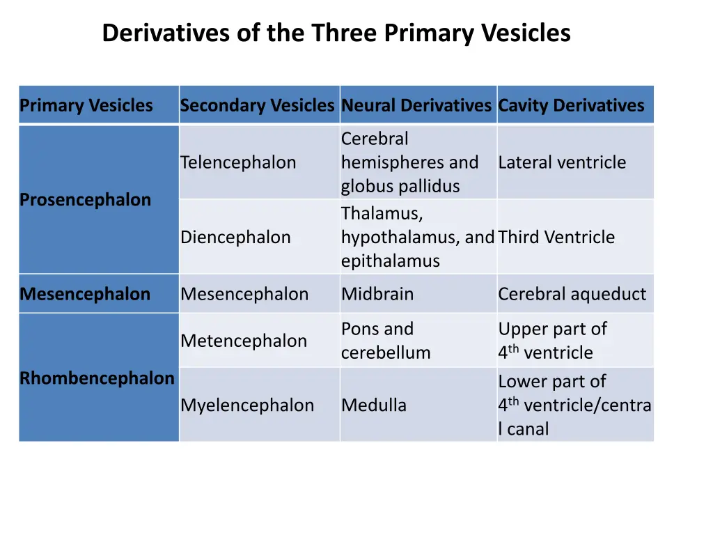 derivatives of the three primary vesicles