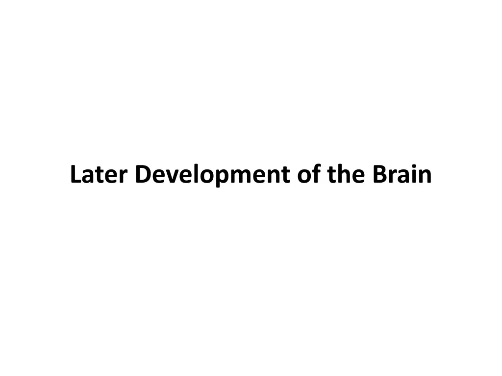 later development of the brain