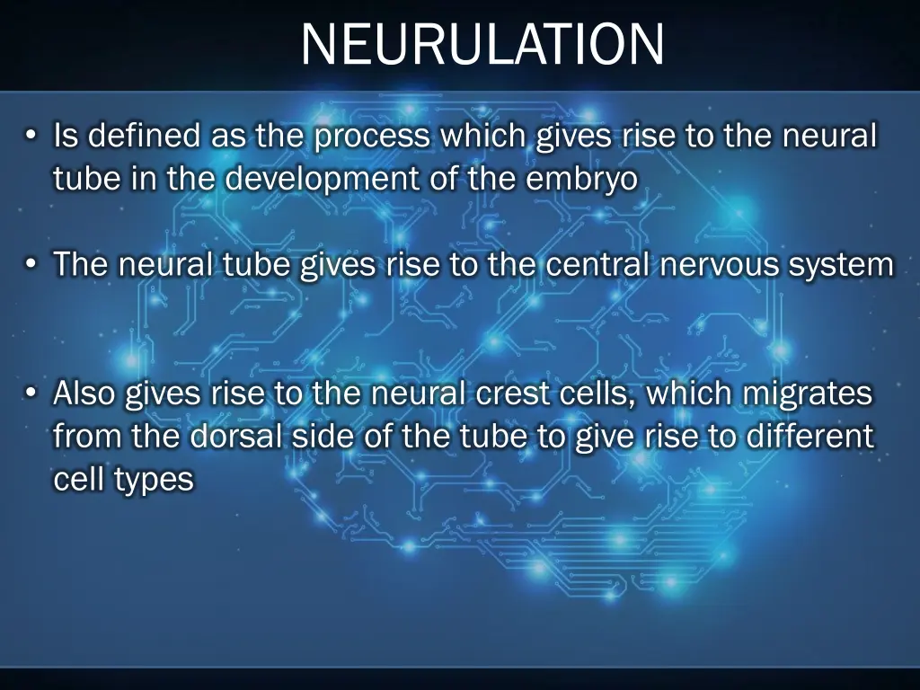 neurulation 1