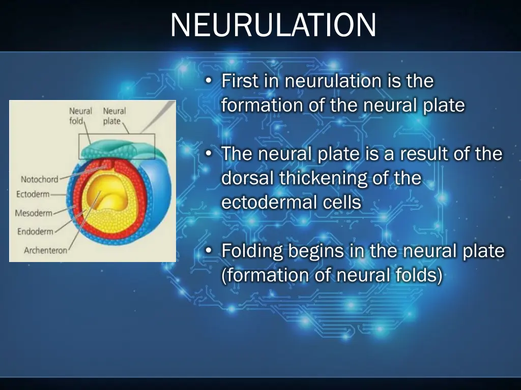 neurulation 2