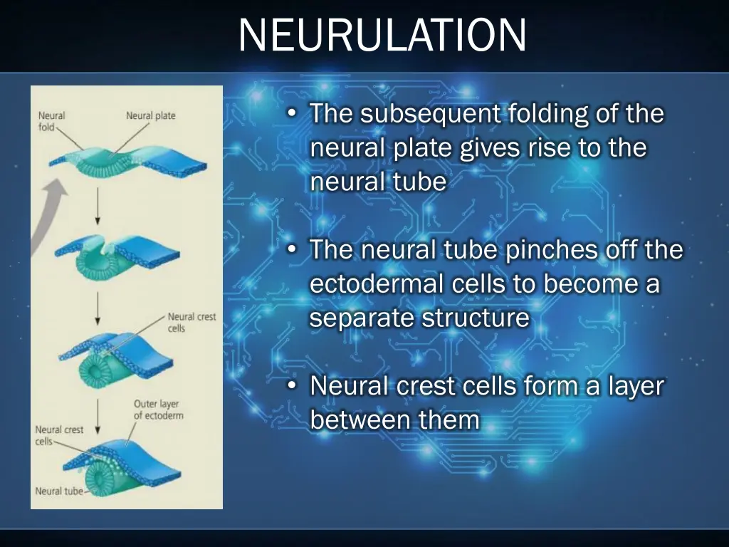 neurulation 3